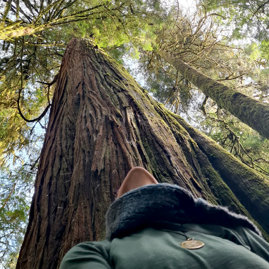 OldGrowth-Forest-Hazel-Volk